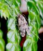 Ablabesmyia sp.